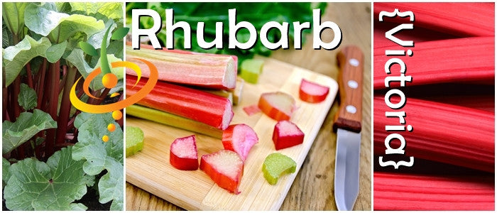 Rhubarb - Victoria.