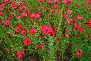 Flowers - Flax, Scarlet - SeedsNow.com