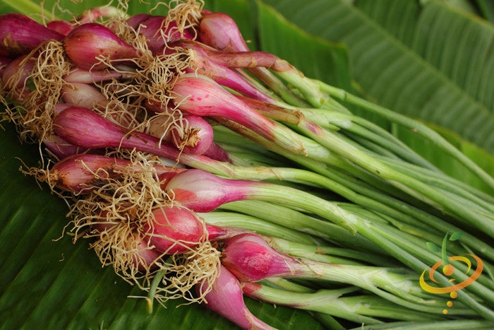 Onion - Crimson Forest (Bunching) - SeedsNow.com