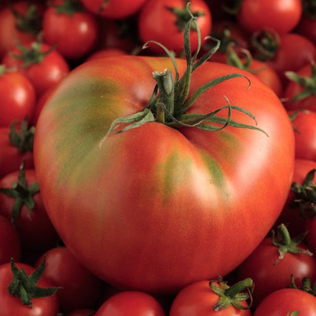 Tomato - Mortgage Lifter (Indeterminate) - SeedsNow.com