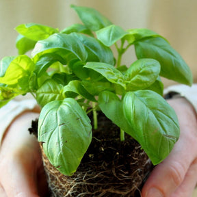 Genovese Basil Seeds | Sweet Basil for Pesto, Salads & Cooking