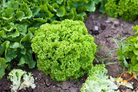 Lollo Bionda lettuce seeds from SeedsNow, showing bright green lettuce leaves with ruffled edges on a garden background.